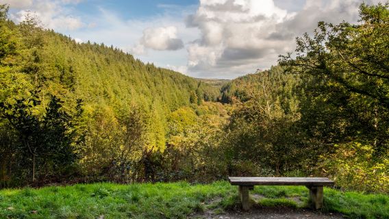 Cardinham Woods