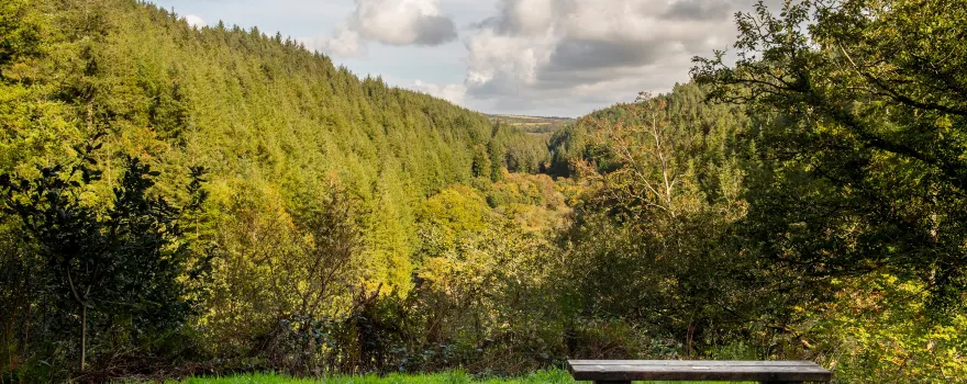 Cardinham Woods