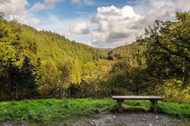 Cardinham Woods
