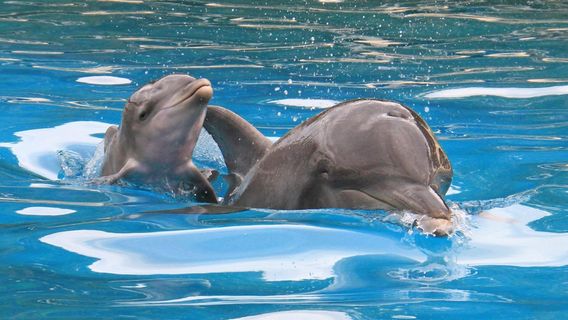 Coffs Coast Wildlife Sanctuary