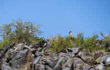 Петроглифы Танбалы Тас