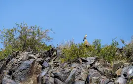 Петроглифы Танбалы Тас