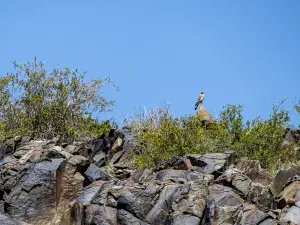 Tamgaly Gorge