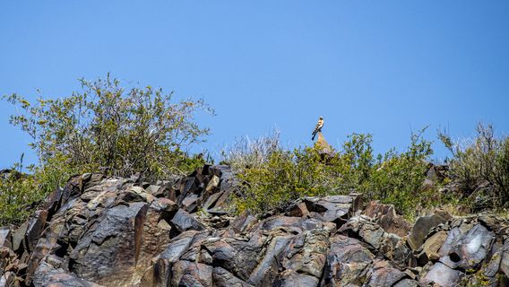 Tamgaly Tas petroglyphen