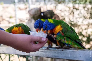 Ζωολογικός Κήπος Πάφου - Pafos Zoo
