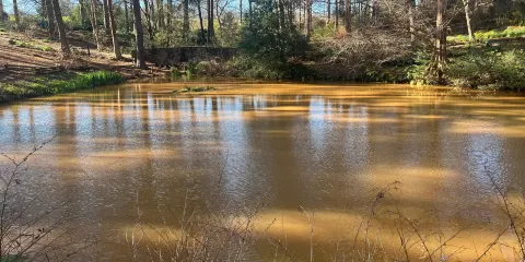South Carolina Botanical Gardens