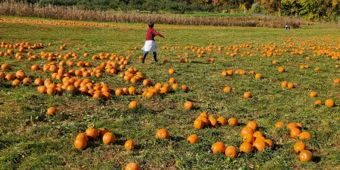 Wightman's Farm