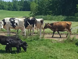 Harris Farm