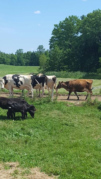 Harris Farm