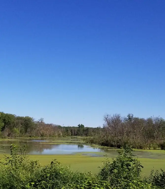 York Township