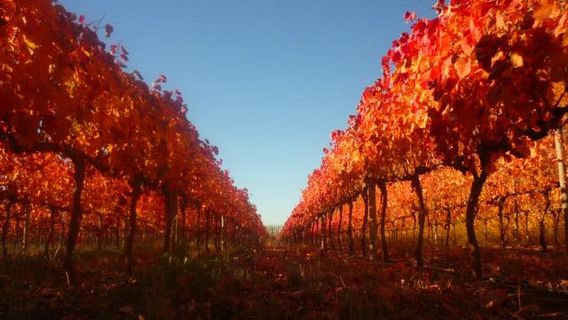 Bodega Secreto Patagonico