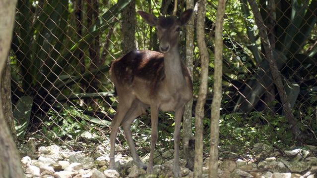 Wadadli Animal Nature Park
