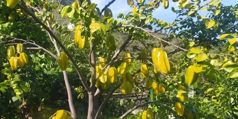 La Gomera Ethnographic Museum