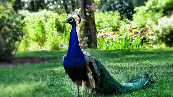 Rose Garden - Roads to Rose