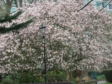 Priory Park