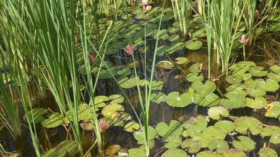 Keystone Heritage Park and Botanical Gardens