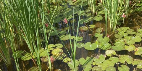 Keystone Heritage Park and Botanical Gardens