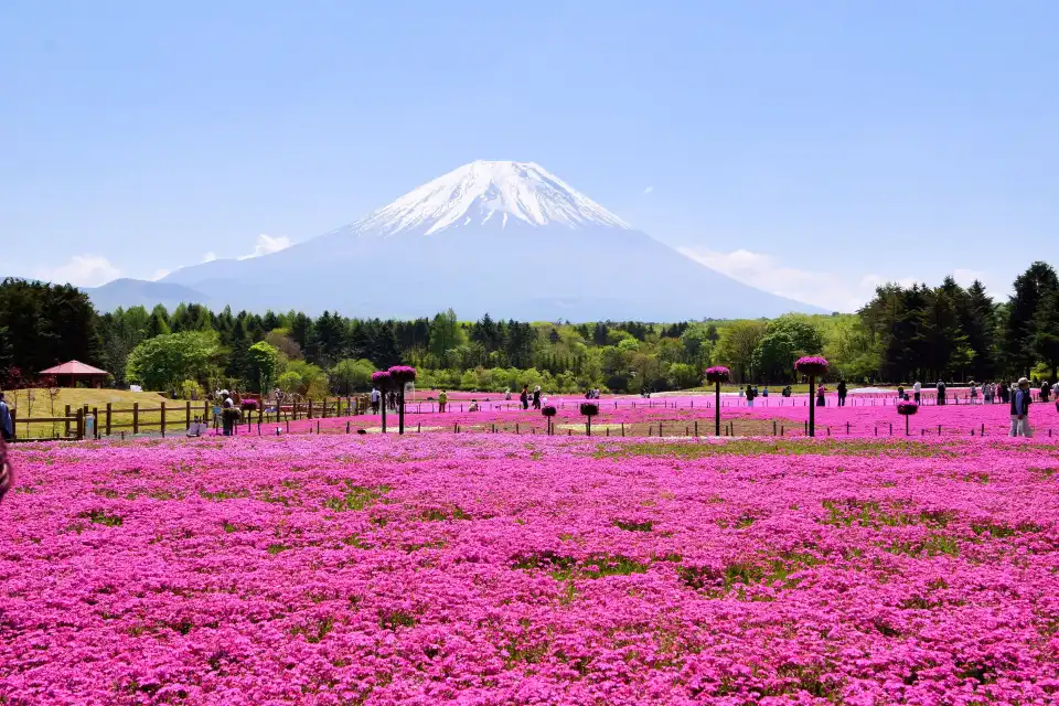 5_富士芝桜まつり