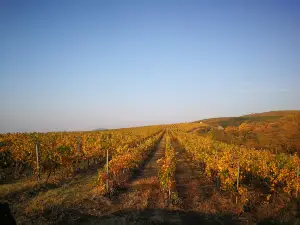 Balla Geza Winery