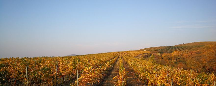 Balla Geza Winery