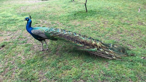 Parco WWF Centro Didattico Ronchi