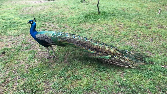 Parco WWF Centro Didattico Ronchi