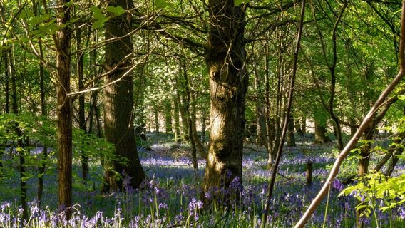 National Trust - Limpsfield Common