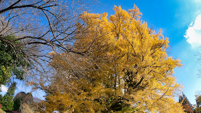 Large ginkgo tree at Chorakuji Temple