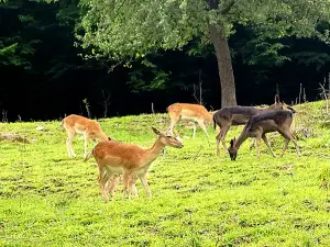 Babusgató Állatsimogató és Állatpark