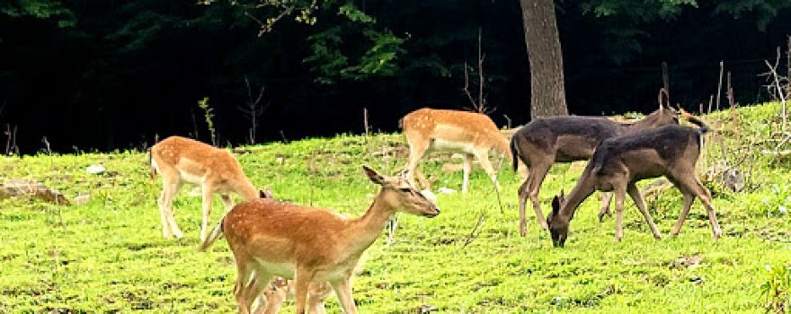 Babusgató Állatsimogató és Állatpark