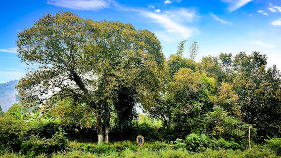 Vietnam Heritage Tree
