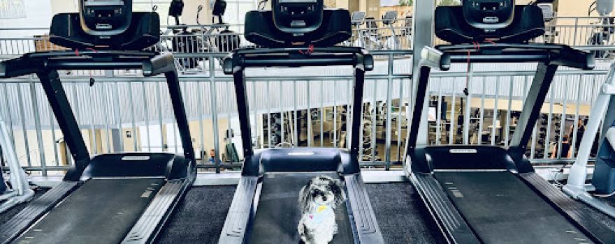 Perfect Workout Gym