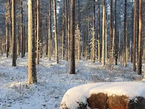 Musical Forest