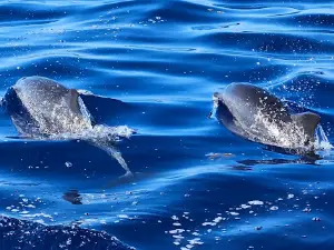 Futurismo Azores Adventures