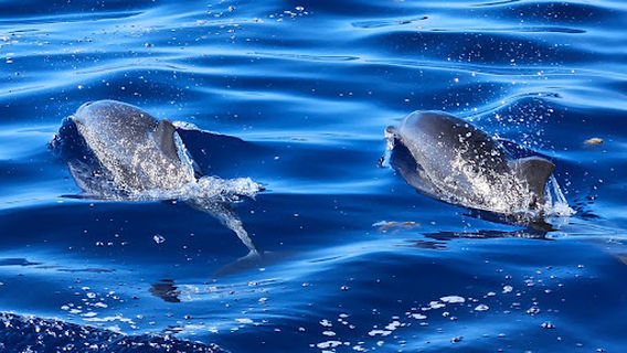 Futurismo Azores Adventures