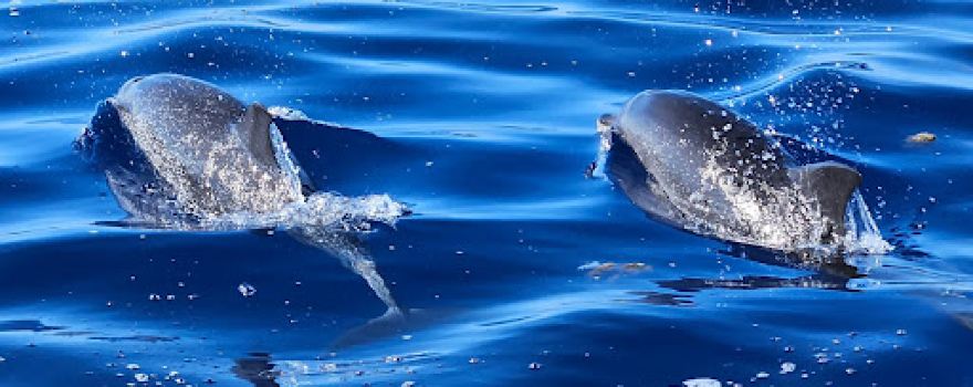 Futurismo Azores Adventures
