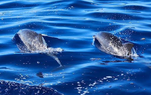 Futurismo Azores Adventures