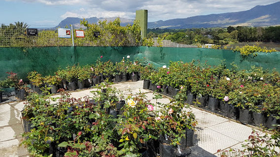 Ludwigs Roses Cape Town