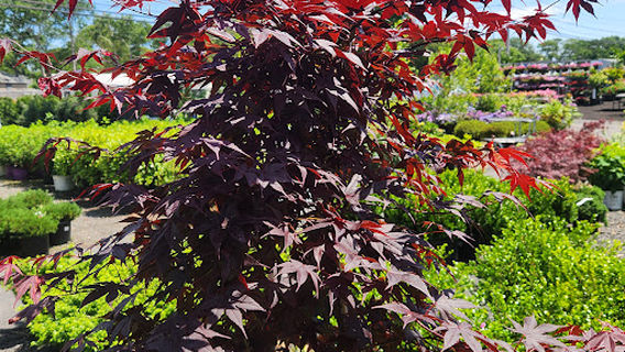 Olson's Garden Center
