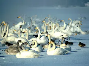 Swans reserve, observation deck
