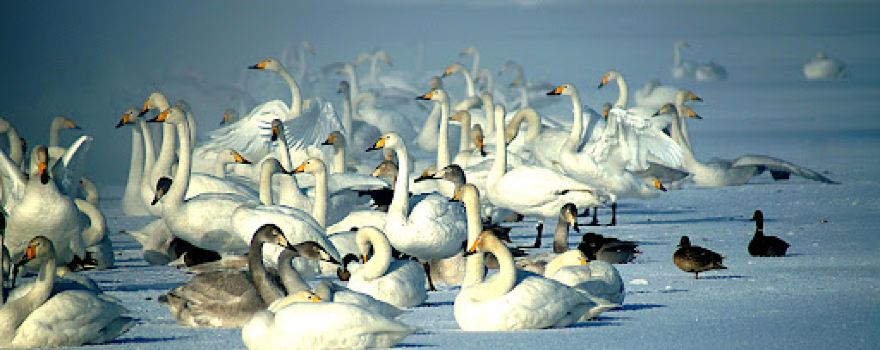Swans reserve, observation deck