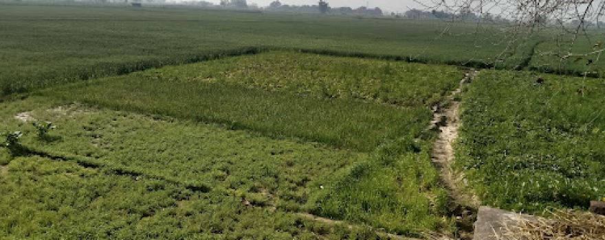 Ahivaran Singh farm
