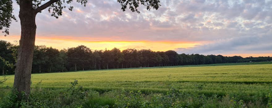 De Hoge Bomen