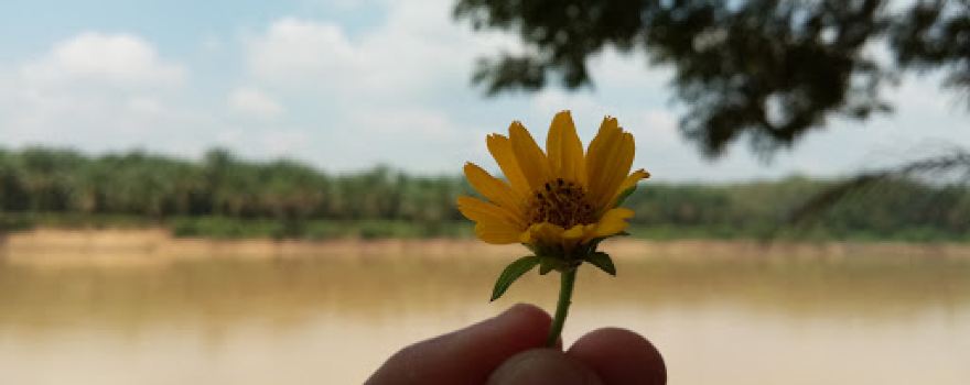 Indragiri River