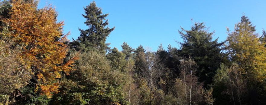 De Dassenburcht