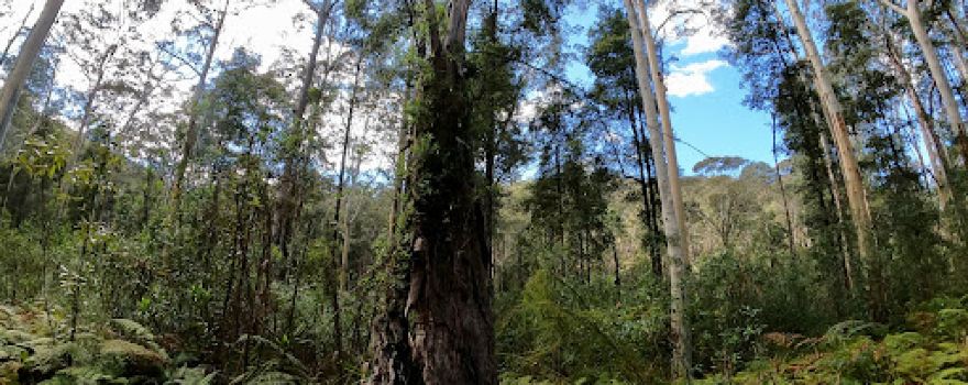 Blue Gum Swamp Track