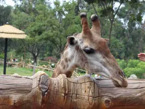 雲南野生動物園