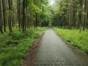 Songgon Pine Park/Rumah Pohon