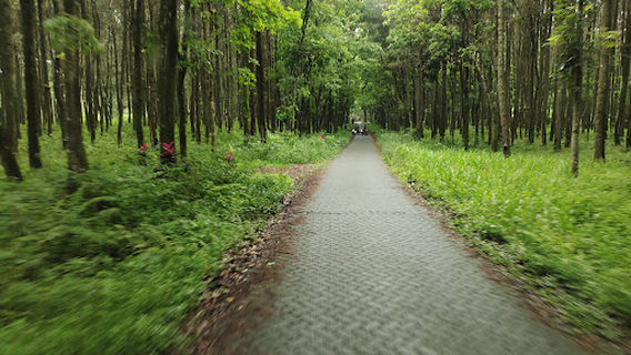 Songgon Pine Park/Rumah Pohon