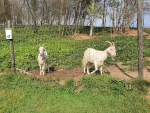 Alaveski Loomapark MTÜ